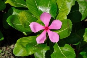 Vincristine comes from the Periwinkle